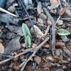 Glossodia major (Wax Lip Orchid) at Aranda Bushland - 13 May 2016 by CathB