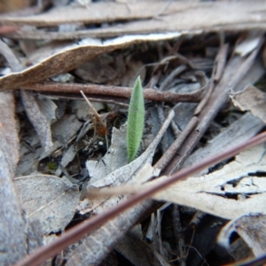 Caladenia atrovespa at Cook, ACT - suppressed