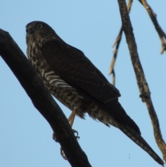 Accipiter cirrocephalus (Collared Sparrowhawk) at Paddys River, ACT - 13 Feb 2016 by michaelb