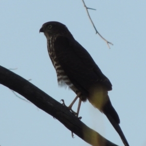 Accipiter cirrocephalus at Paddys River, ACT - 13 Feb 2016