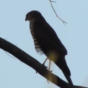 Accipiter cirrocephalus at Paddys River, ACT - 13 Feb 2016