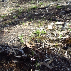 Caladenia fuscata at Belconnen, ACT - 16 Sep 2014