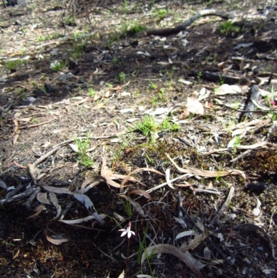 Caladenia fuscata (Dusky Fingers) at Aranda Bushland - 16 Sep 2014 by CathB