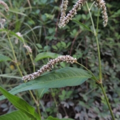 Persicaria lapathifolia (Pale Knotweed) at Point Hut to Tharwa - 13 Feb 2016 by michaelb