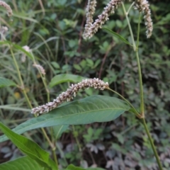 Persicaria lapathifolia (Pale Knotweed) at Paddys River, ACT - 13 Feb 2016 by michaelb