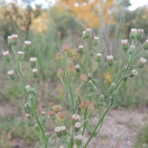 Erigeron bonariensis at Paddys River, ACT - 13 Feb 2016