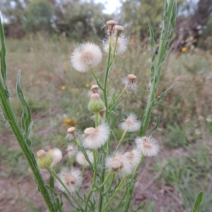 Erigeron bonariensis at Paddys River, ACT - 13 Feb 2016