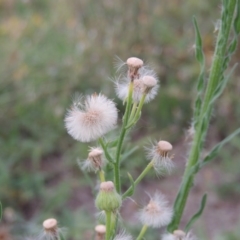 Erigeron bonariensis at Paddys River, ACT - 13 Feb 2016 08:01 PM