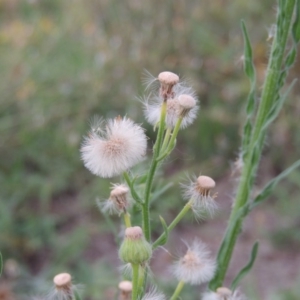 Erigeron bonariensis at Paddys River, ACT - 13 Feb 2016