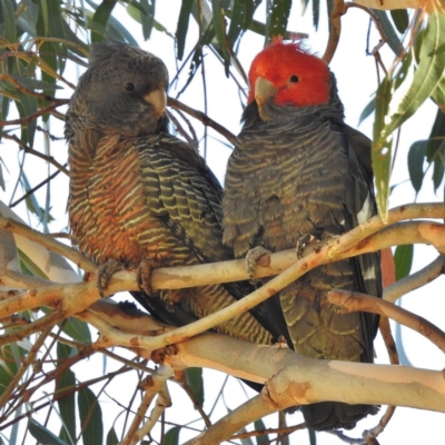 Callocephalon fimbriatum (Gang-gang Cockatoo) at Booth, ACT - 14 Jan 2016 by JohnBundock