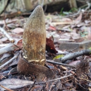 Cordyceps sp. (genus) at Paddys River, ACT - 12 Jan 2016