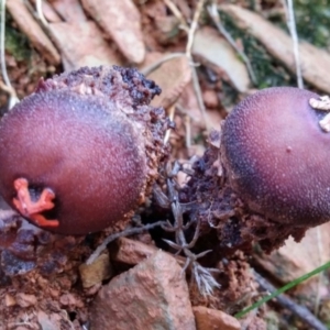 Calostoma fuscum at Cotter River, ACT - 14 May 2016