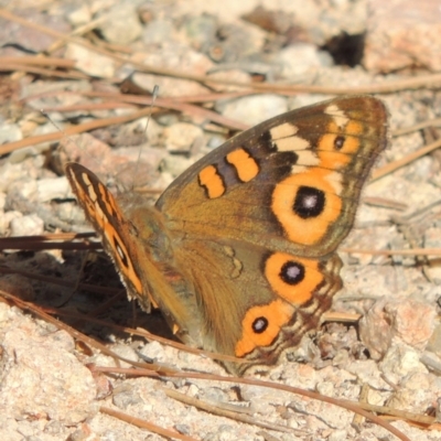 Junonia villida (Meadow Argus) at Chisholm, ACT - 17 Feb 2016 by michaelb