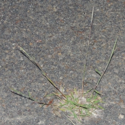 Bothriochloa macra (Red Grass, Red-leg Grass) at Gordon, ACT - 15 Feb 2016 by MichaelBedingfield