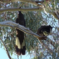 Zanda funerea (Yellow-tailed Black-Cockatoo) at Watson, ACT - 15 May 2016 by AaronClausen