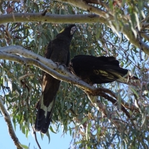 Zanda funerea at Watson, ACT - 15 May 2016 11:02 AM