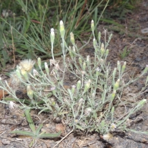 Vittadinia cuneata var. cuneata at Gordon, ACT - 15 Feb 2016 08:34 PM