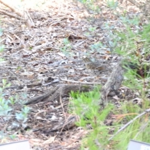 Zoothera lunulata at Acton, ACT - 15 May 2016