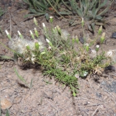 Vittadinia muelleri (Narrow-leafed New Holland Daisy) at Gordon, ACT - 15 Feb 2016 by michaelb