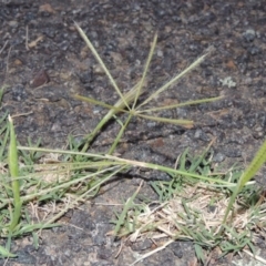 Chloris truncata (Windmill Grass) at Gordon, ACT - 15 Feb 2016 by MichaelBedingfield