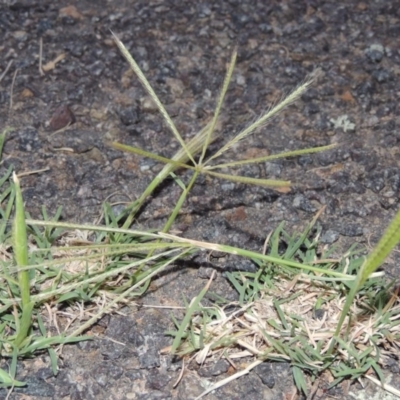 Chloris truncata (Windmill Grass) at Gordon, ACT - 15 Feb 2016 by MichaelBedingfield