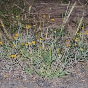 Chrysocephalum apiculatum at Gordon, ACT - 15 Feb 2016 08:36 PM