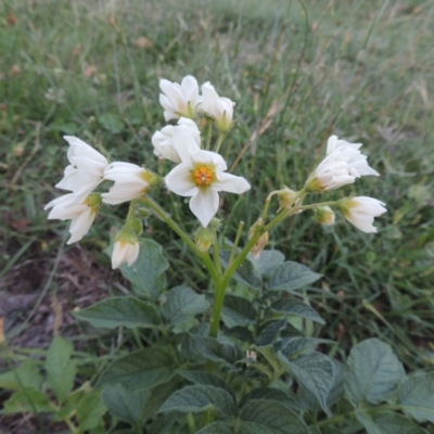 Solanum tuberosum (Potato) at Gordon, ACT - 15 Feb 2016 by michaelb