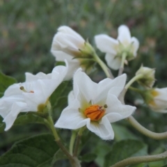 Solanum tuberosum at Gordon, ACT - 15 Feb 2016 08:15 PM