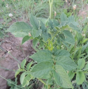 Solanum tuberosum at Gordon, ACT - 15 Feb 2016 08:15 PM