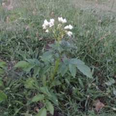 Solanum tuberosum at Gordon, ACT - 15 Feb 2016 08:15 PM