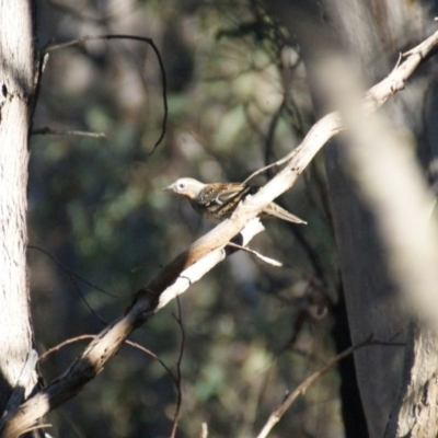 Cinclosoma punctatum (Spotted Quail-thrush) at Googong Foreshore - 14 May 2016 by roymcd