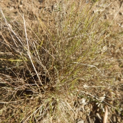 Calotis lappulacea (Yellow Burr Daisy) at Red Hill Nature Reserve - 15 May 2016 by MichaelMulvaney