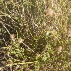 Calotis lappulacea at Red Hill, ACT - 15 May 2016