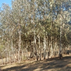 Eucalyptus globulus subsp. bicostata (Southern Blue Gum, Eurabbie) at Red Hill, ACT - 15 May 2016 by MichaelMulvaney