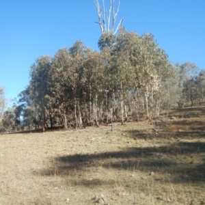 Eucalyptus globulus subsp. bicostata at Red Hill, ACT - 15 May 2016