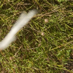 Calotis lappulacea at Red Hill, ACT - 15 May 2016