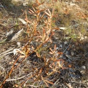 Lotus australis at Deakin, ACT - 15 May 2016