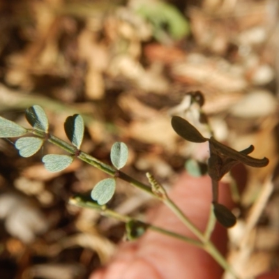 Indigofera adesmiifolia (Tick Indigo) at Deakin, ACT - 15 May 2016 by MichaelMulvaney