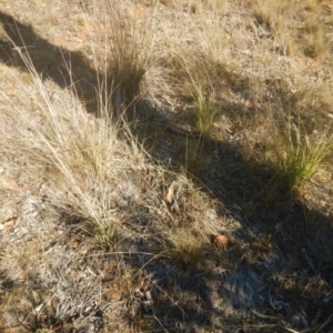 Eragrostis curvula at Deakin, ACT - 15 May 2016