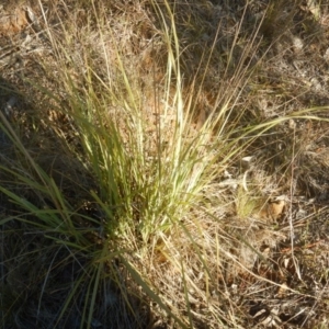 Eragrostis curvula at Deakin, ACT - 15 May 2016