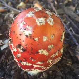 Amanita muscaria at Canberra, ACT - 16 May 2016 03:39 PM