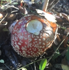 Amanita muscaria at Canberra, ACT - 16 May 2016 03:39 PM