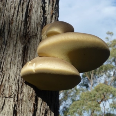 Laetiporus portentosus (White Punk) at Canberra Central, ACT - 16 May 2016 by RWPurdie