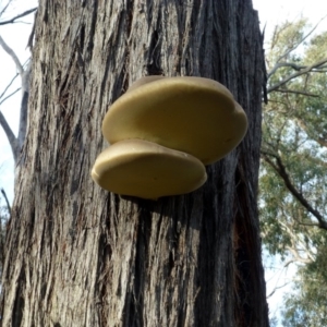 Laetiporus portentosus at Canberra Central, ACT - 16 May 2016