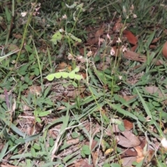 Grona varians (Slender Tick-Trefoil) at Gordon, ACT - 15 Feb 2016 by MichaelBedingfield