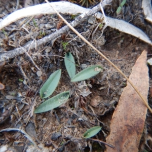 Glossodia major at Belconnen, ACT - 16 May 2016