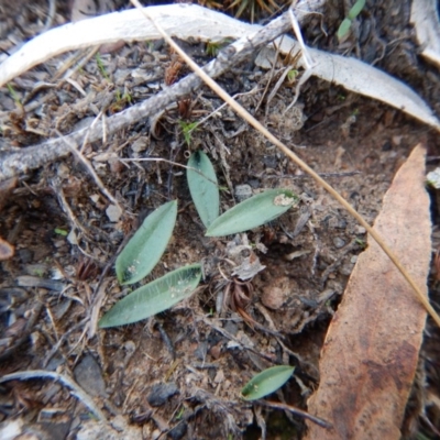 Glossodia major (Wax Lip Orchid) at Belconnen, ACT - 16 May 2016 by CathB