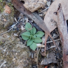 Speculantha rubescens (Blushing Tiny Greenhood) at Point 4372 - 16 May 2016 by CathB