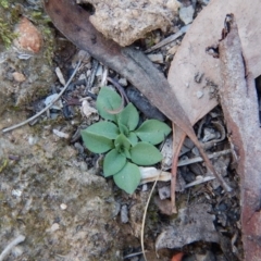 Speculantha rubescens (Blushing Tiny Greenhood) at Aranda Bushland - 16 May 2016 by CathB