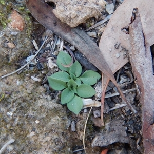 Speculantha rubescens at Undefined Area - suppressed